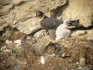 Wanderfalke (Falco peregrinus), Weibchen mit Nestling